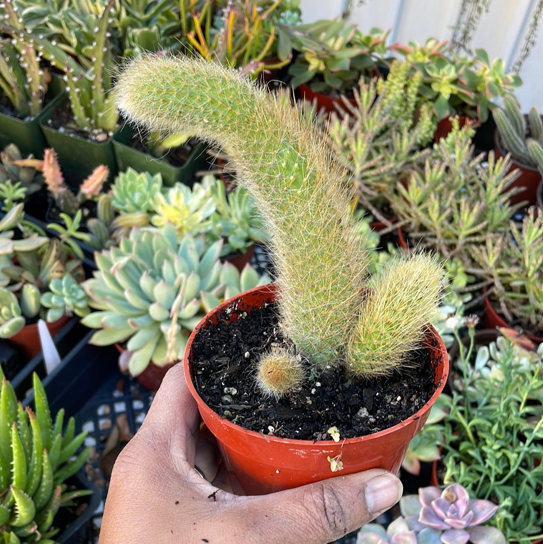 Monkey Tail Cactus