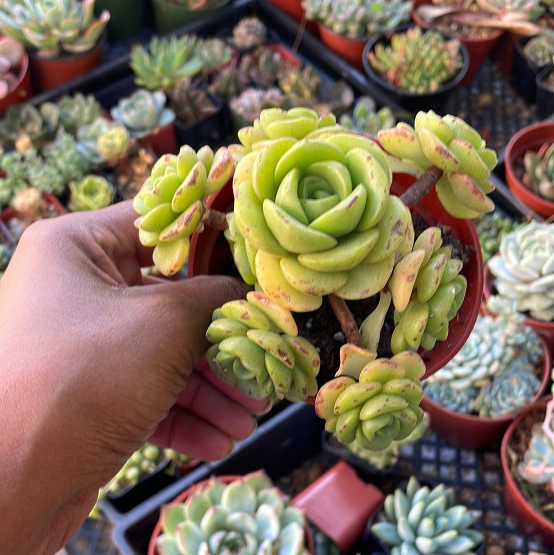 Lily Pad Aeonium