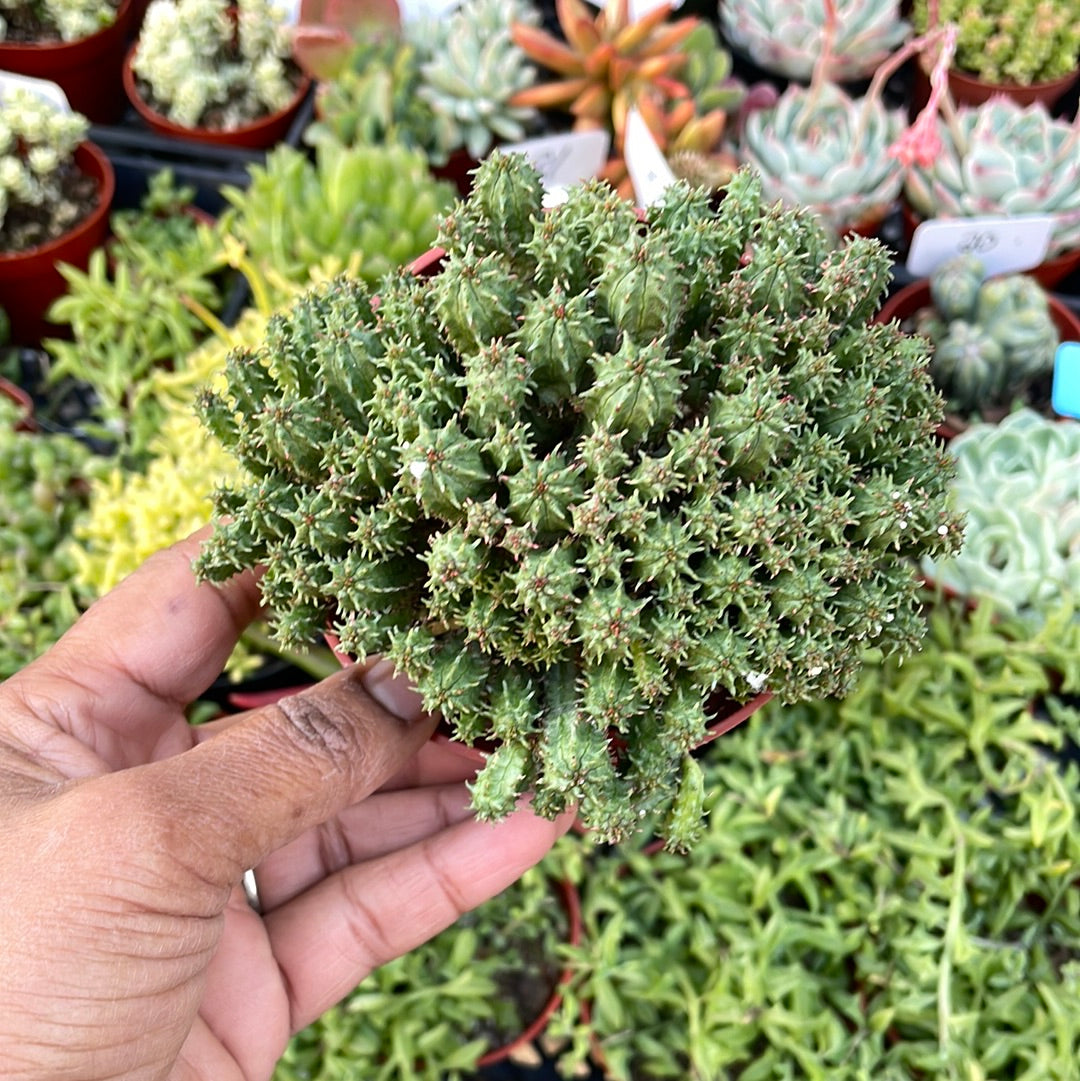 Euphorbia submamillaris succulent