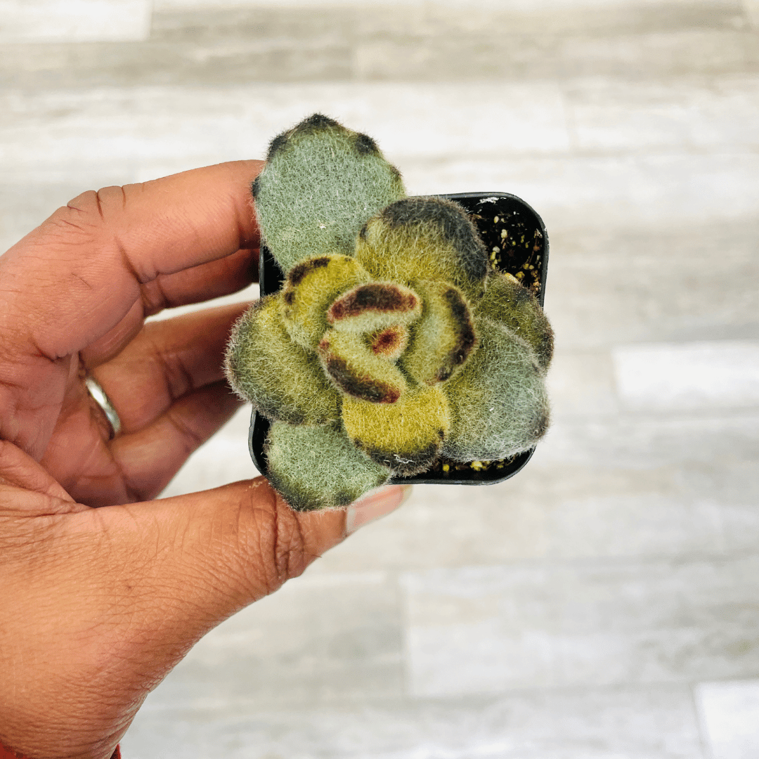 teddy bear succulent Kalanchoe Tomentosa