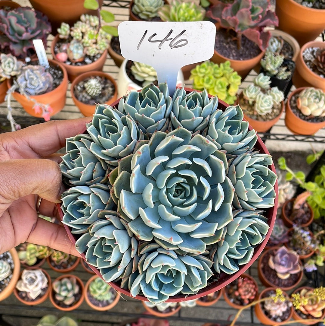 succulent six 6 Inch Succulents
