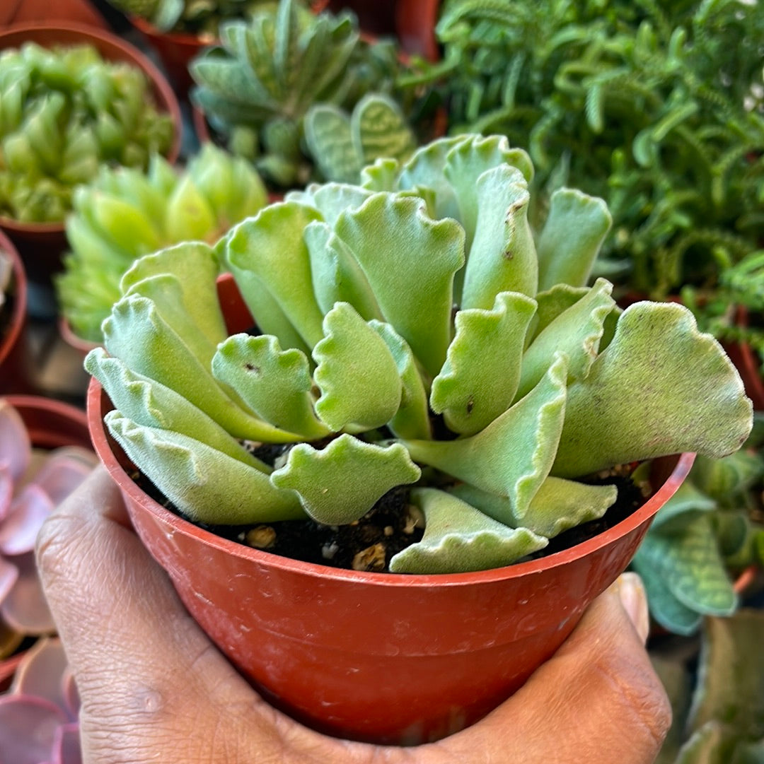 Adromischus cristatus - Crinkle Leaf Plant