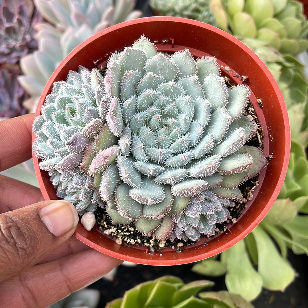 Echeveria setosa var. minor