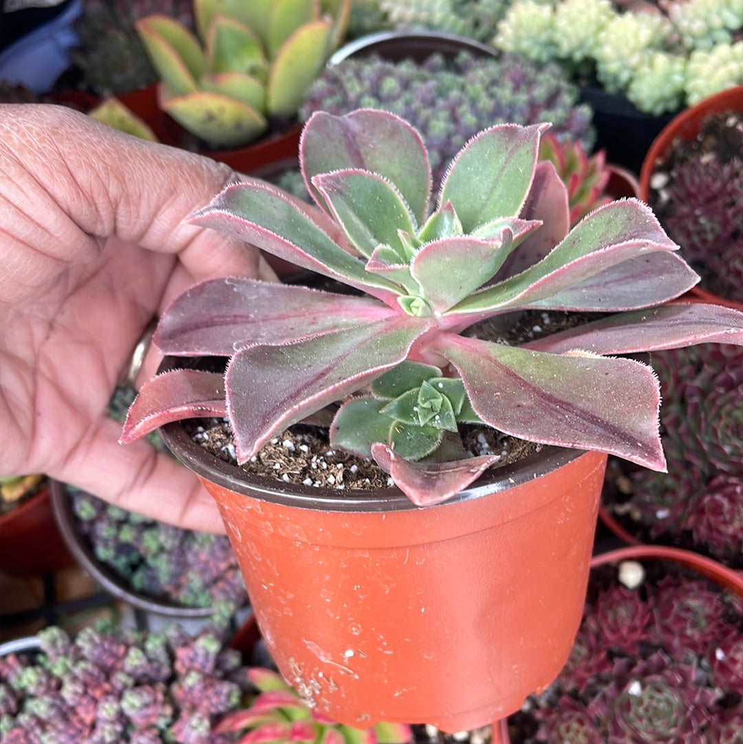 Aeonium leucoblepharum