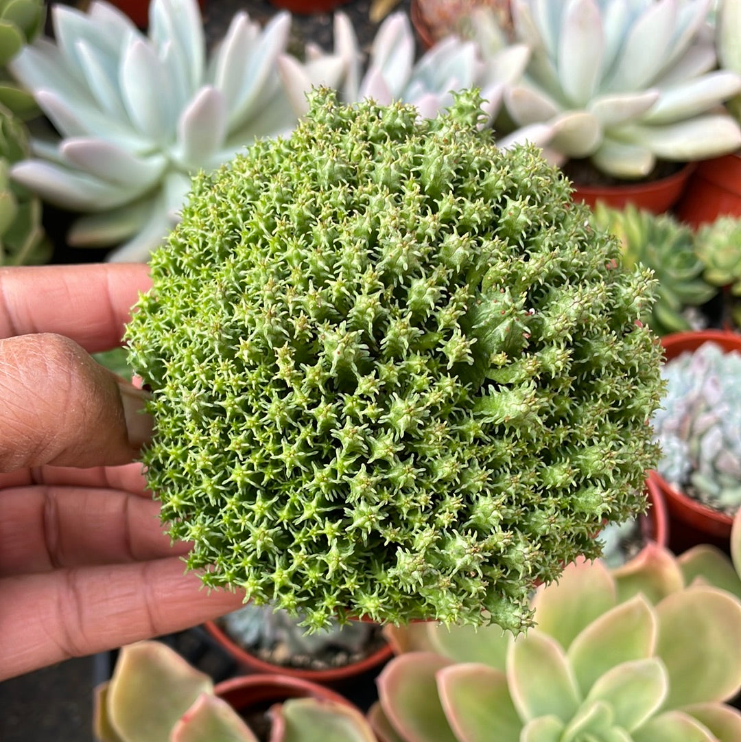 stubby succulent Euphorbia submamillaris succulent – Just Succ It