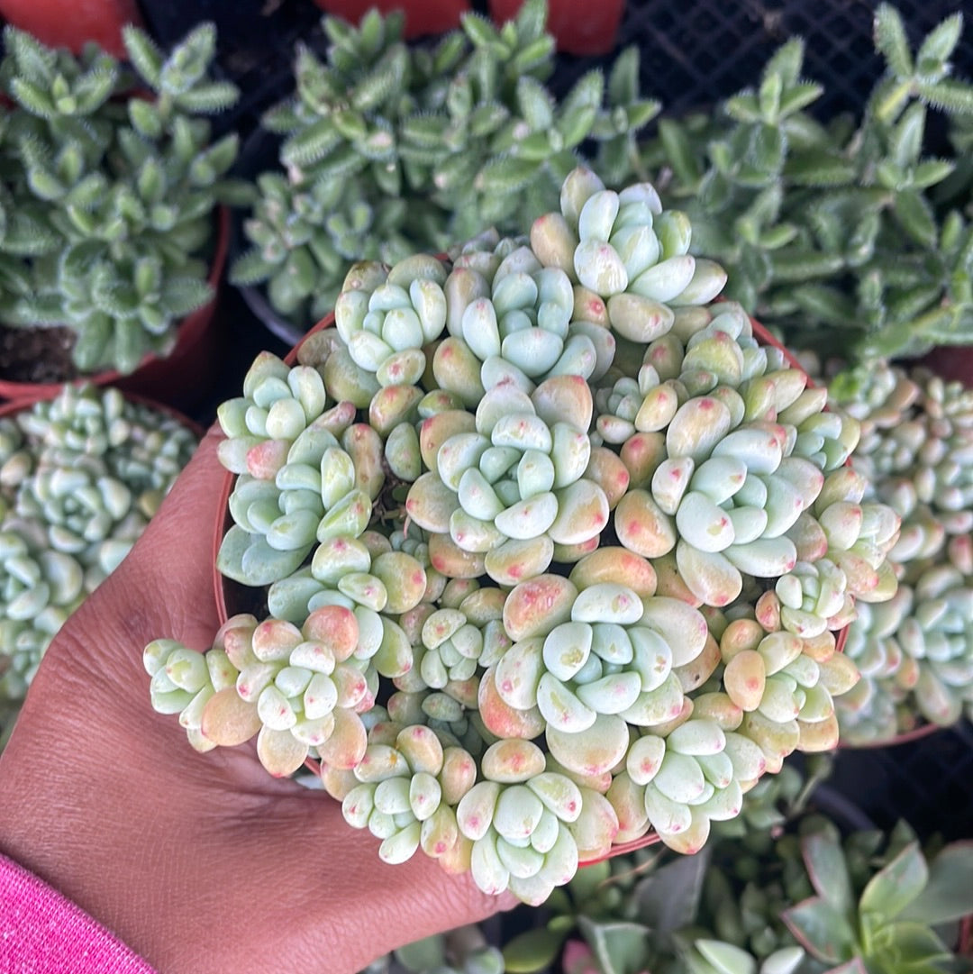 sedum clavatum succulent Sedum Clavatum – Just Succ It