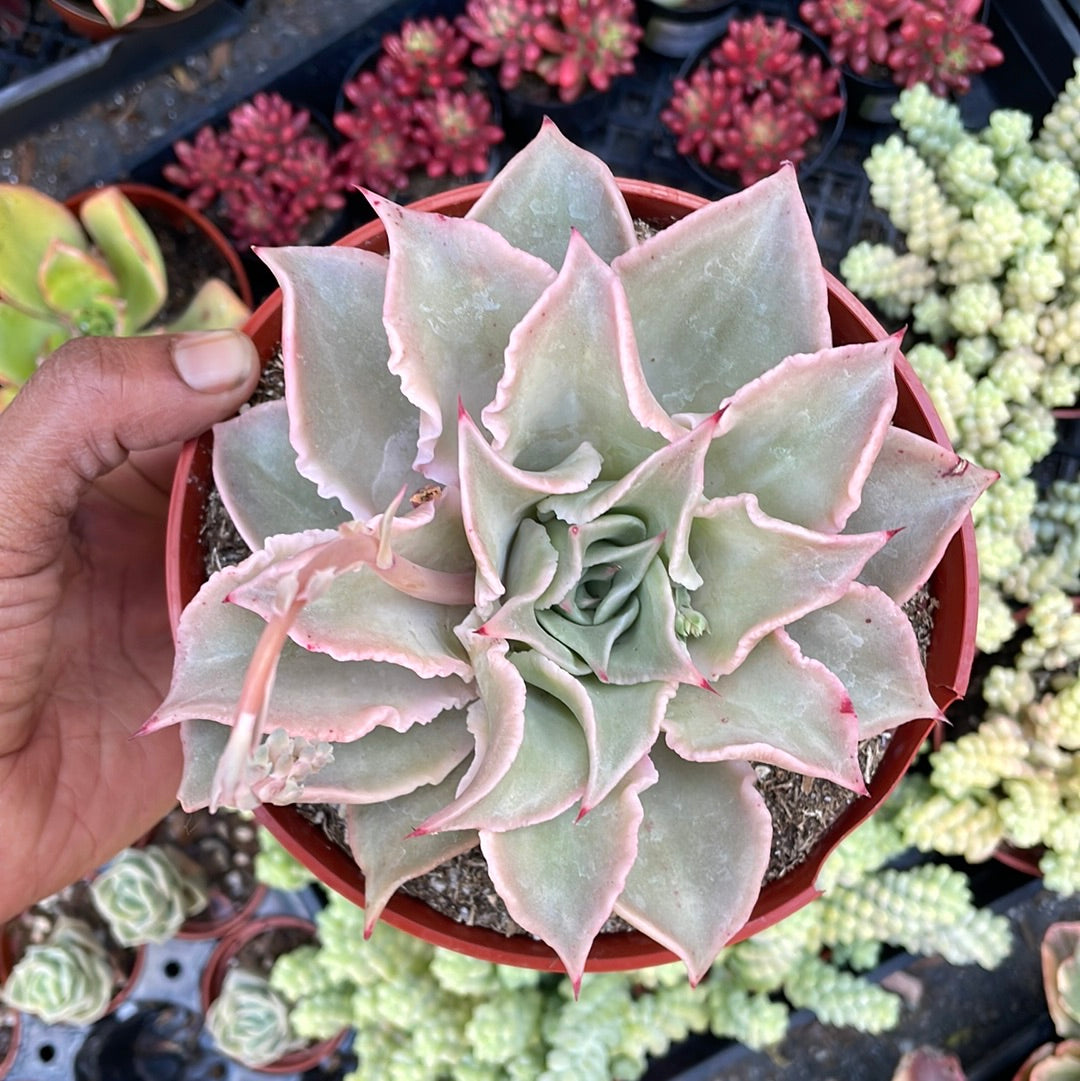 Echeveria Madiba Succulent