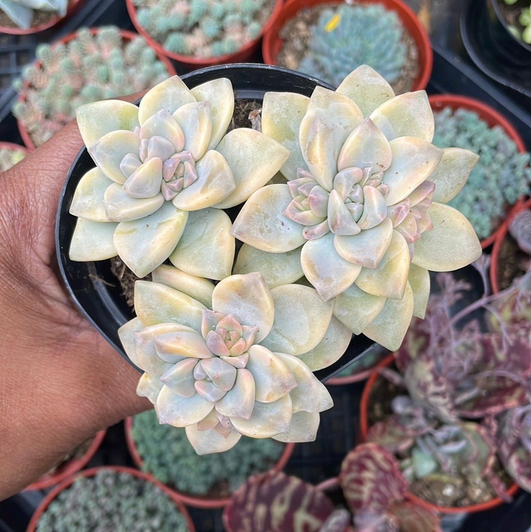 Graptoveria Jester
