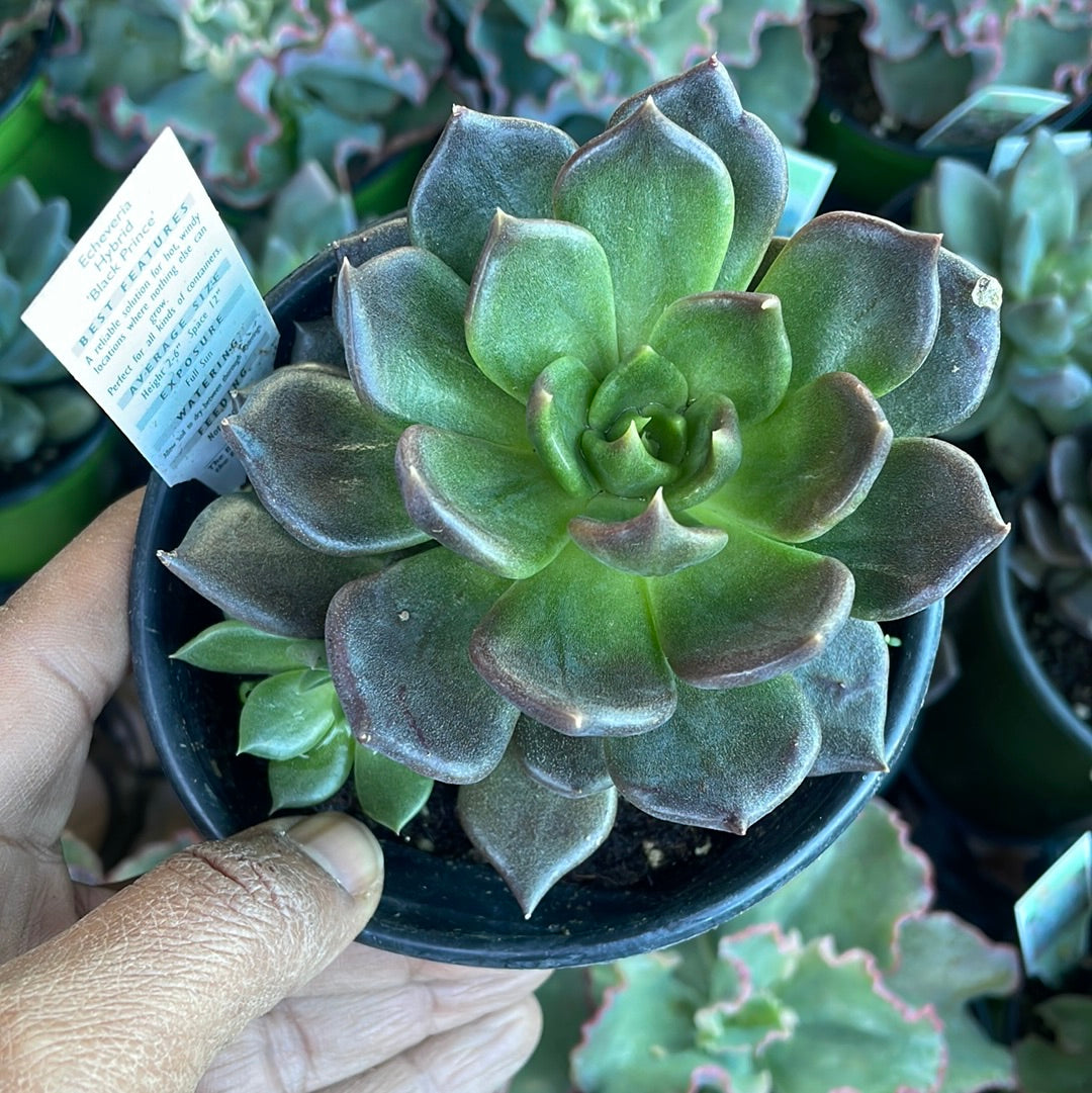 Echeveria Black Prince Succulent