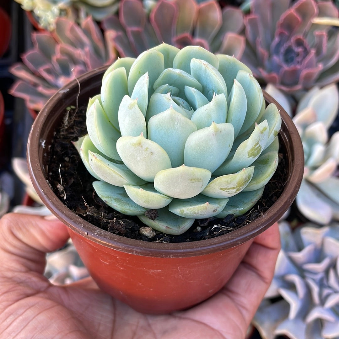 Echeveria Elegans - Mexican Snowball Succulent