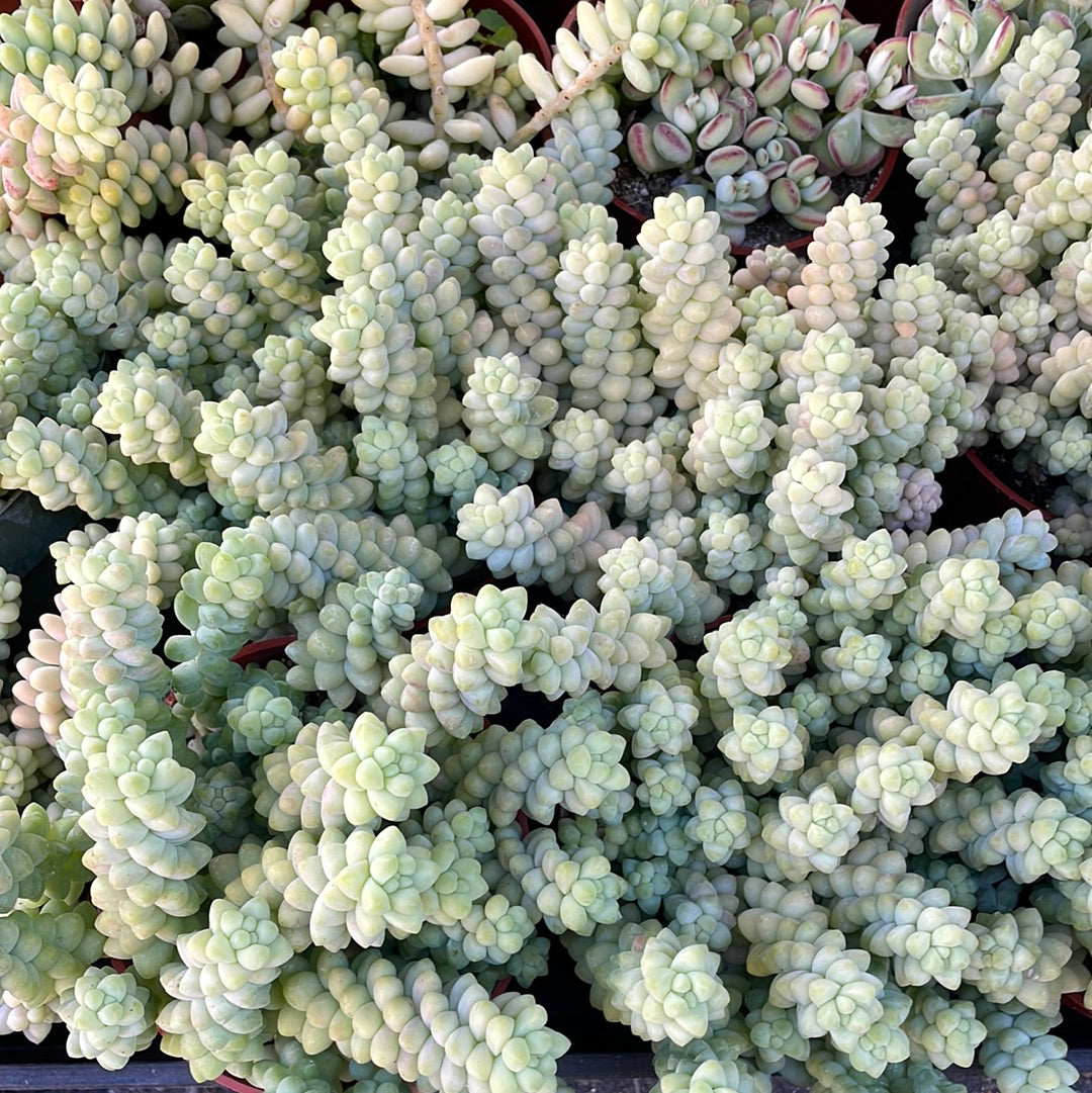 Sedum morganianum - Donkey's Tail