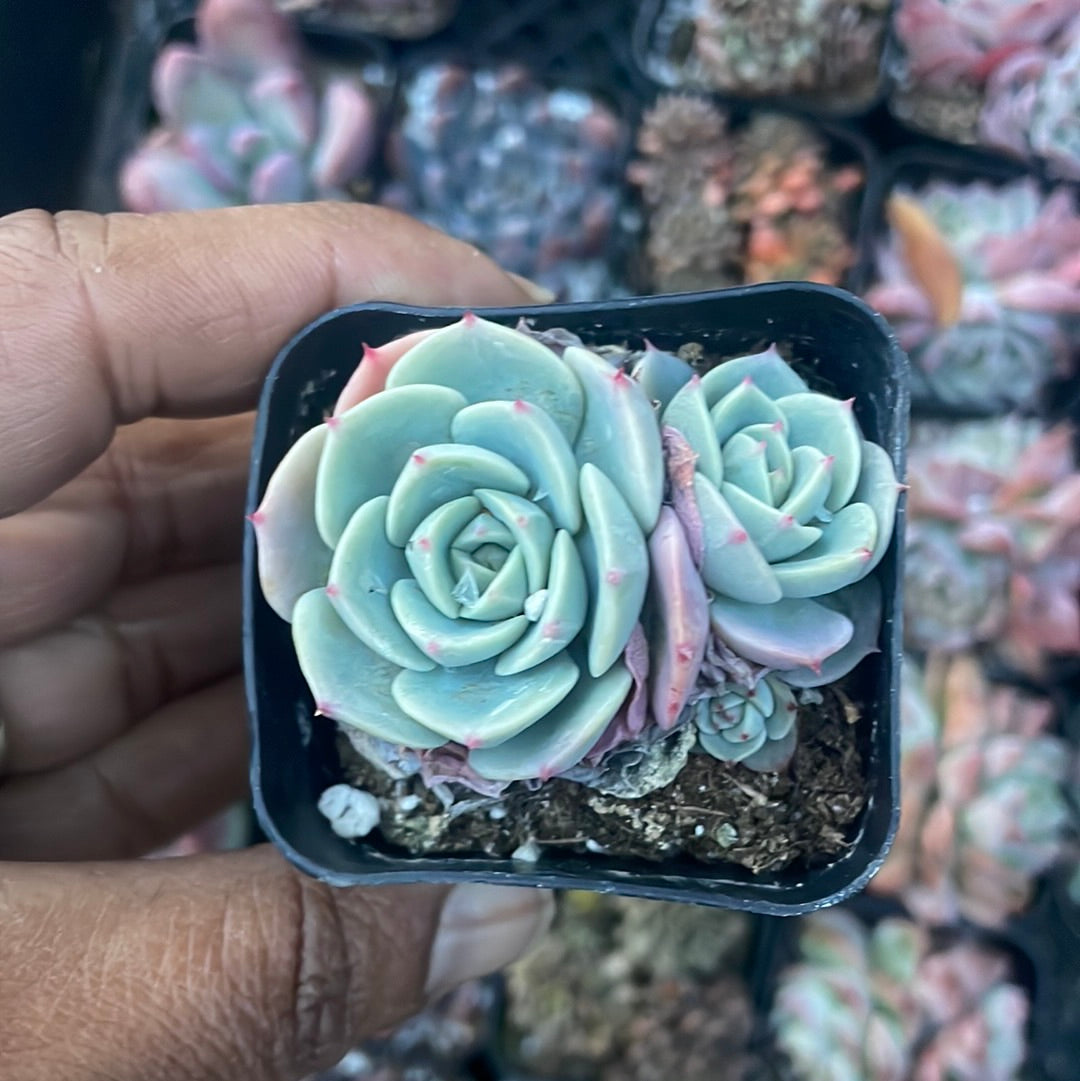 2 inch Echeveria Succulent Cluster