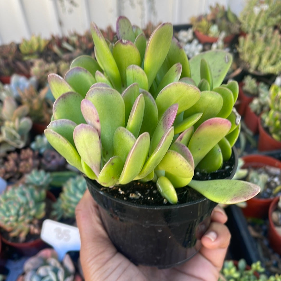 Senecio jacobsenii - Trailing Jade, Weeping Jade