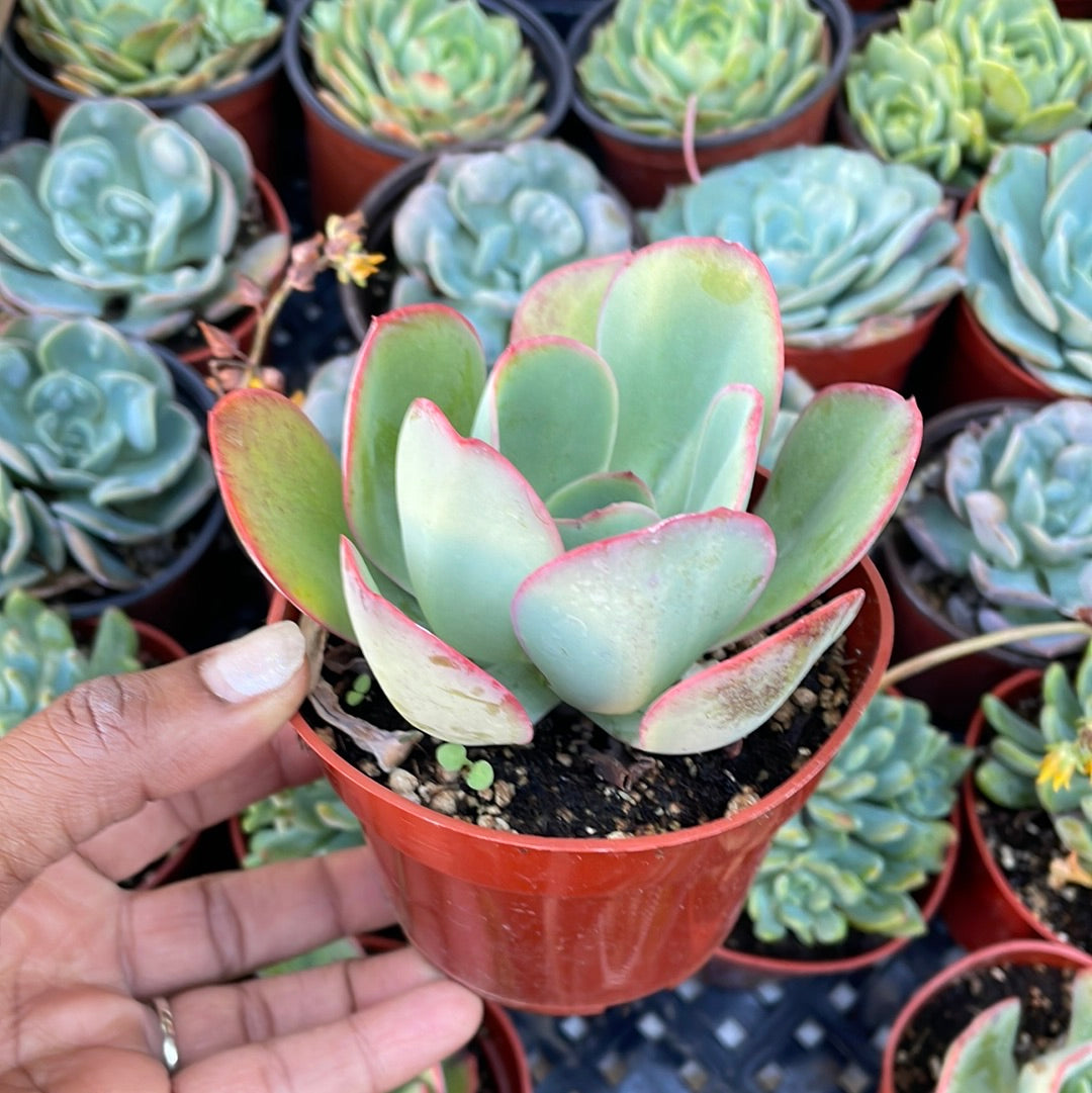 Echeveria Powder Blue