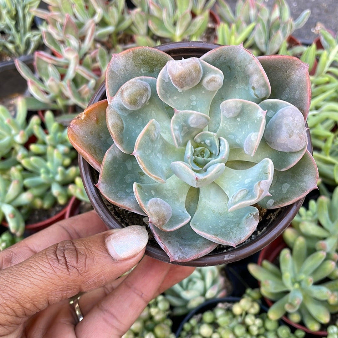 echeveria raindrops succulent Echeveria Raindrops – Just Succ It
