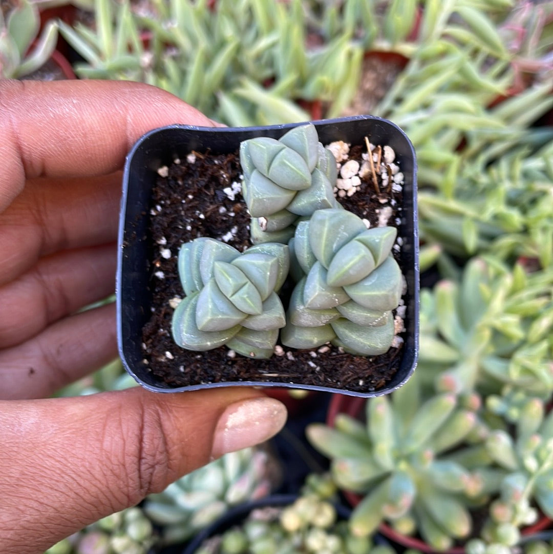 Crassula Deceptor