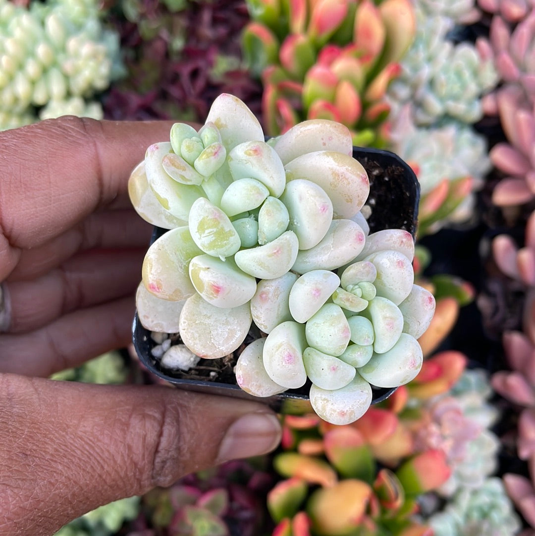 Sedum Clavatum