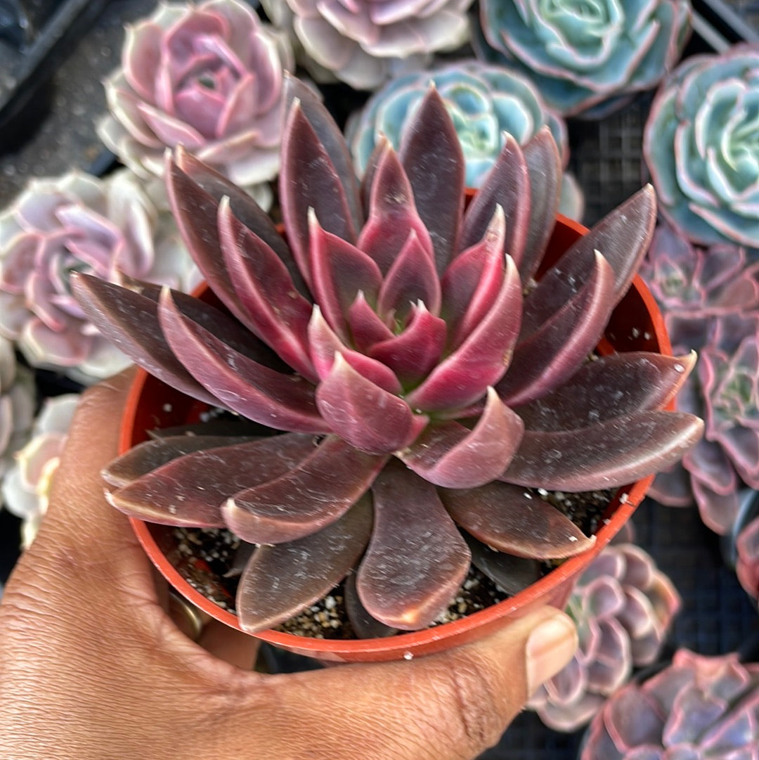 Echeveria Serrana