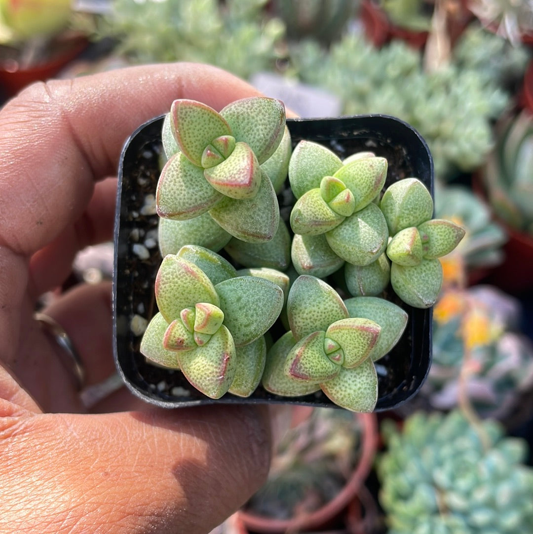 Chonky Trio