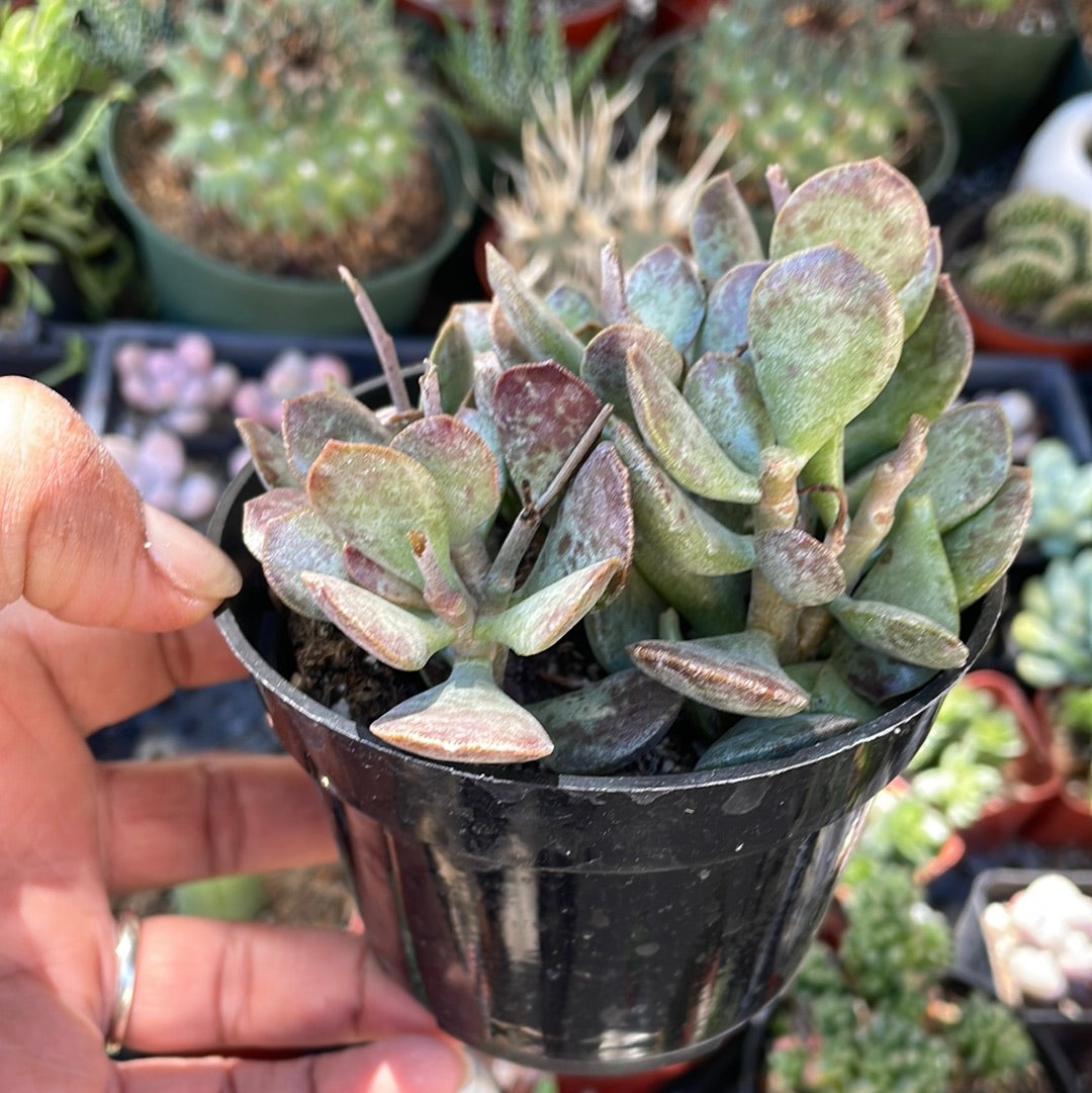 Adromischus Triflorus - Calico Hearts