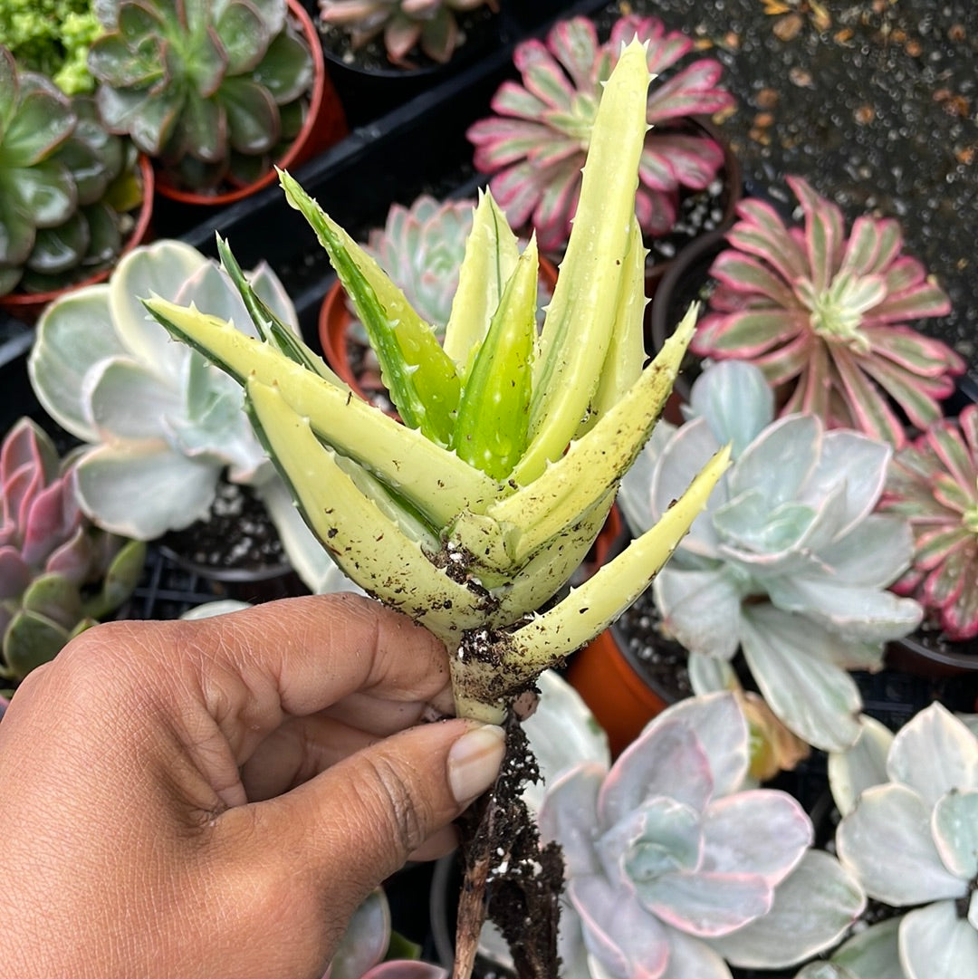 Golden Tooth Aloe - Variegated loe nobilis
