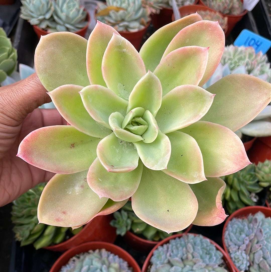 Echeveria Palida Succulent