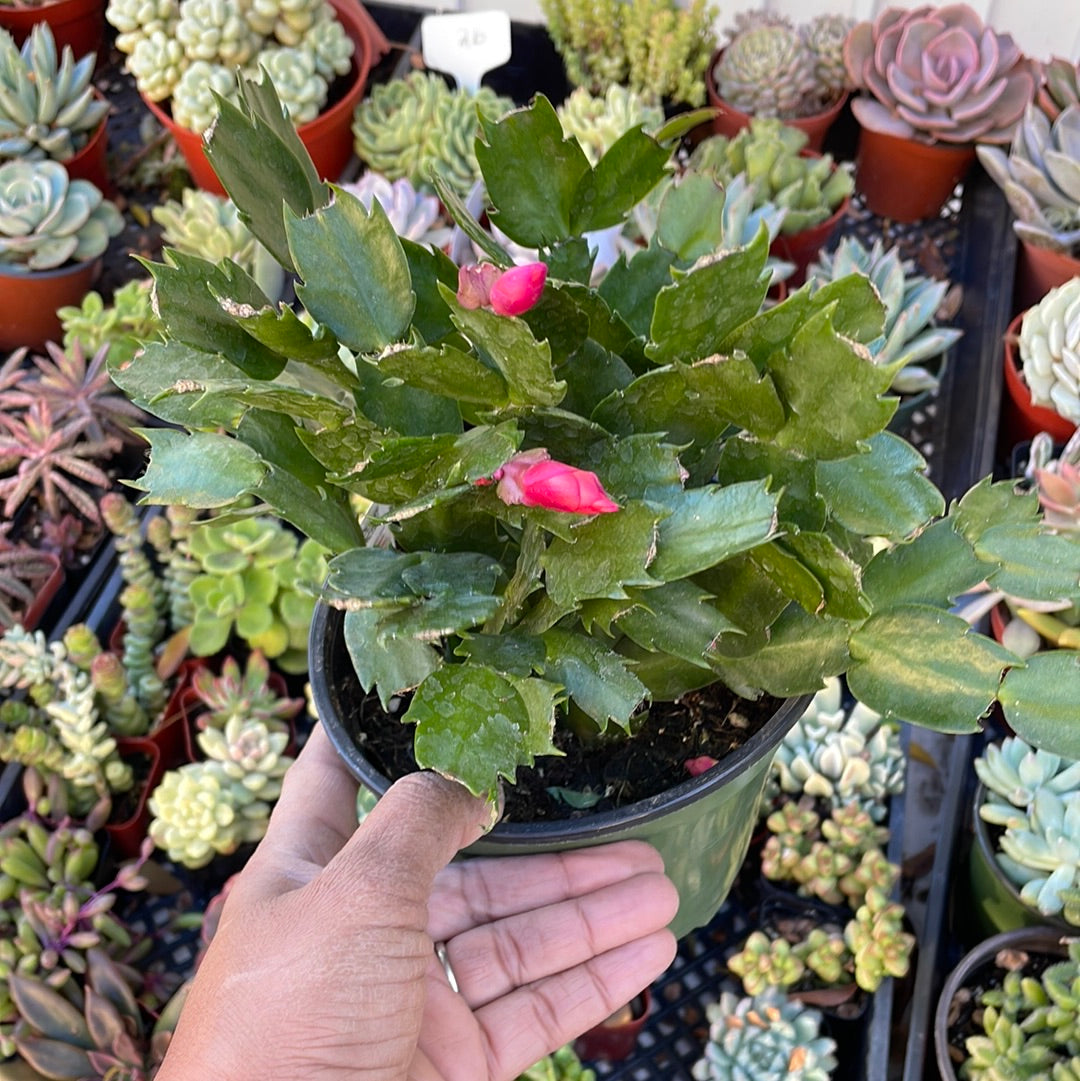 Thanksgiving Cactus - Schlumbergera bridgesii