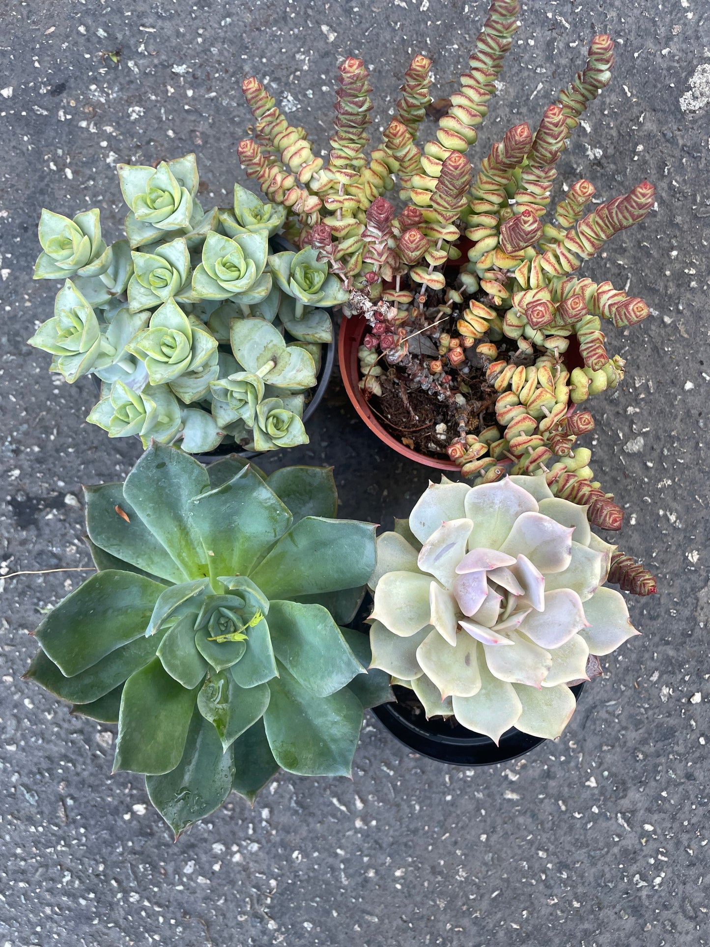 Dealer’s Choice Imperfect Combo