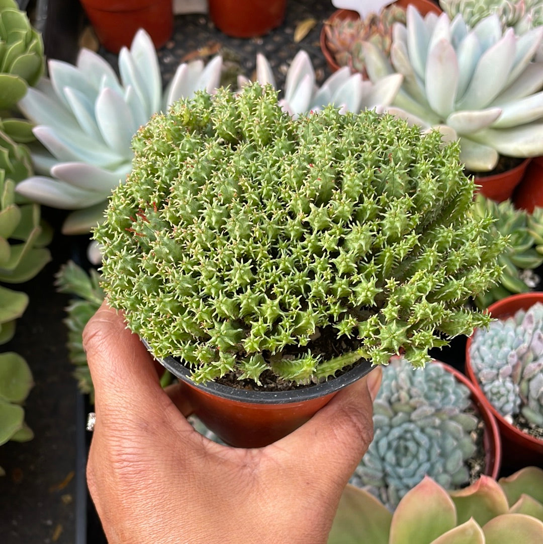 Euphorbia submamillaris succulent