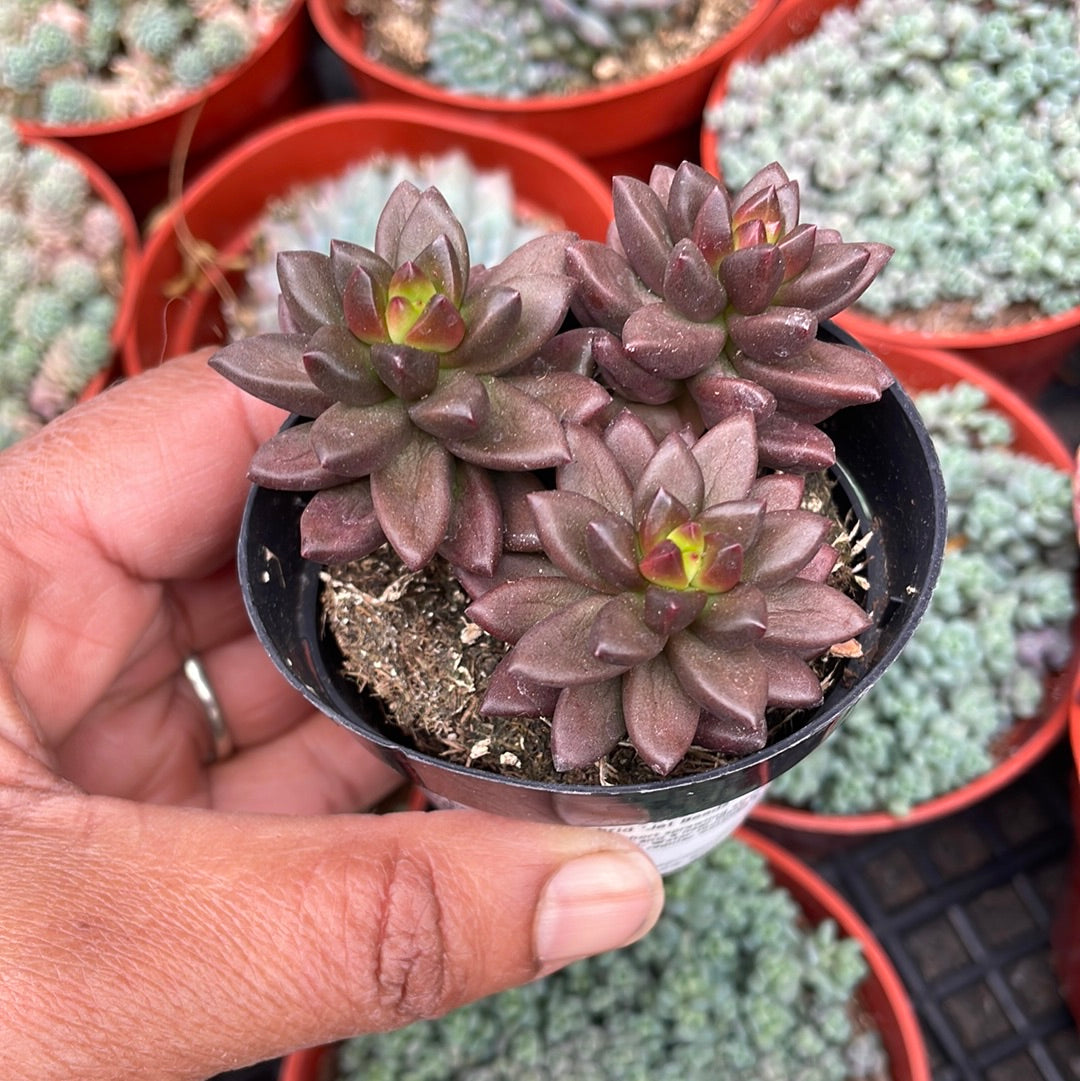 Sedeveria ‘Jet Beads’