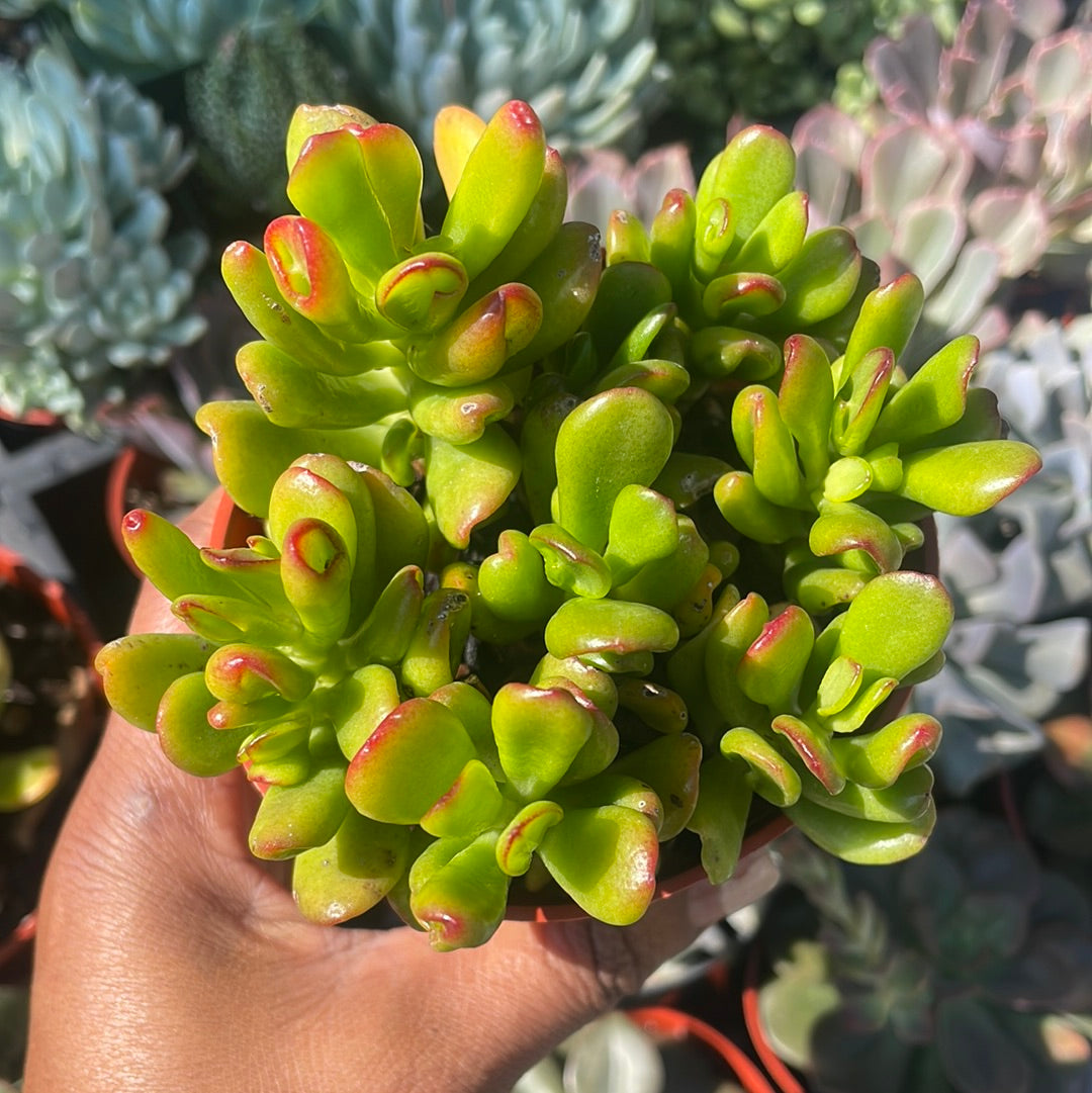Crosby-Gollum Hybrid - Crassula Ovata