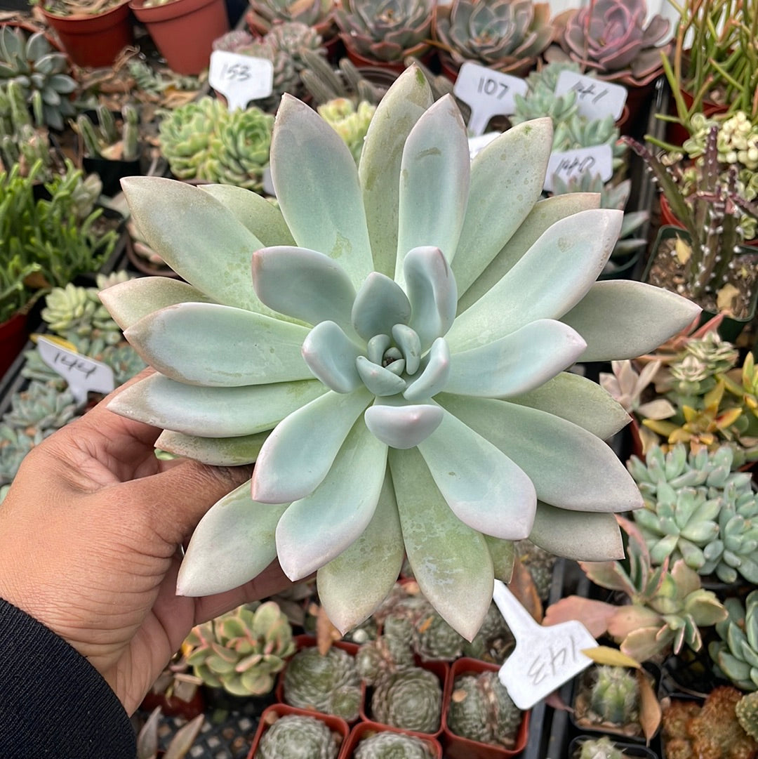 Graptoveria Opalina
