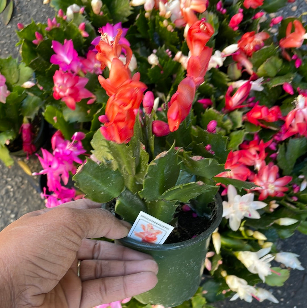 Thanksgiving Cactus - Schlumbergera bridgesii