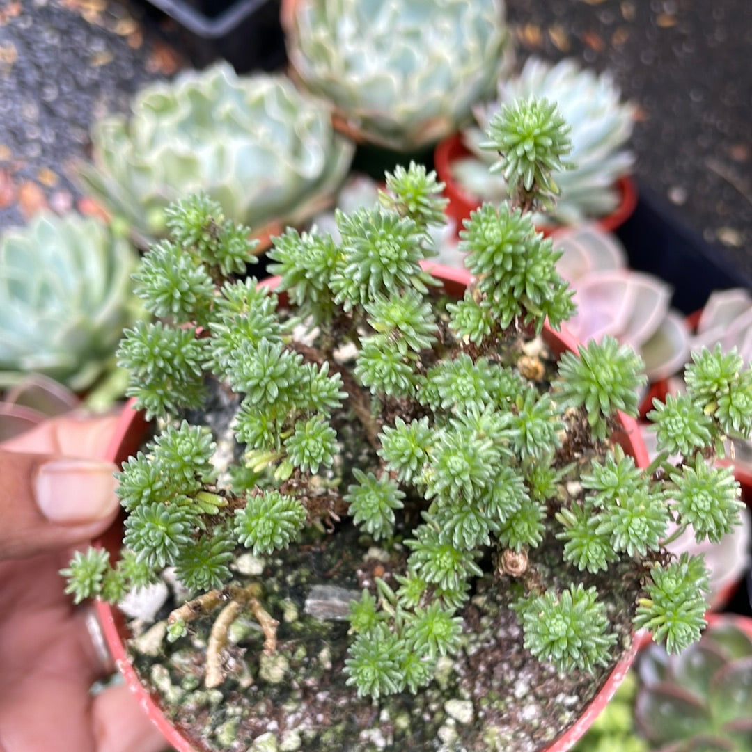 Miniature Joshua Tree - Sedum multiceps