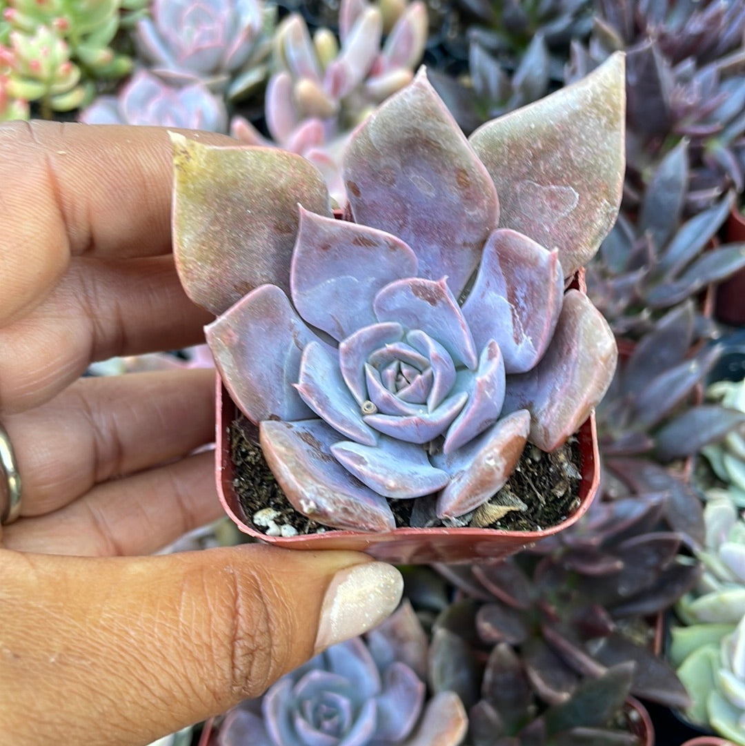 Echeveria var - purple