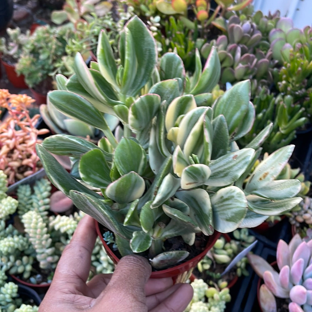 Variegated Jade