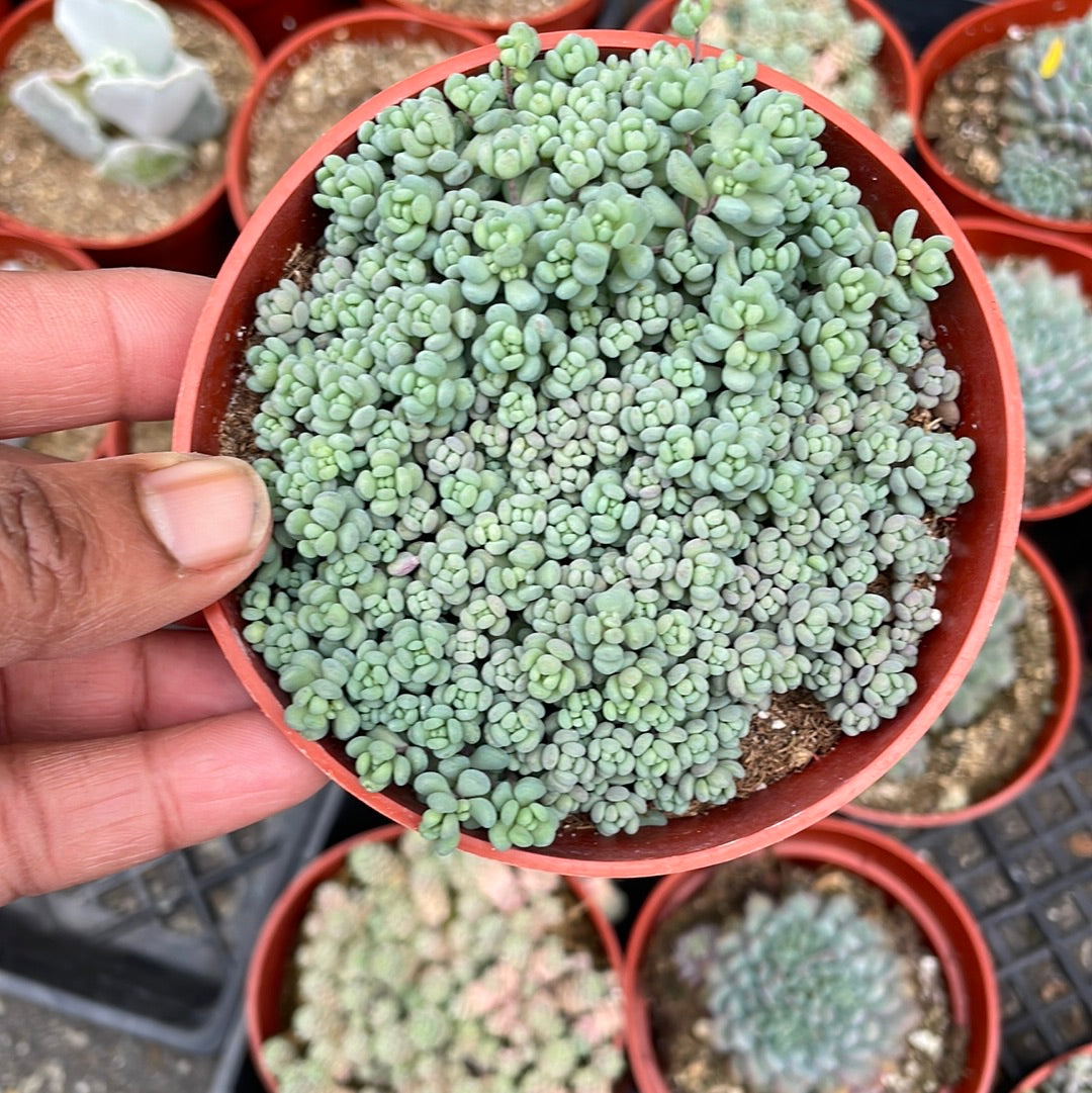 corsican stonecrop succulent Sedum Dasyphyllym Minor