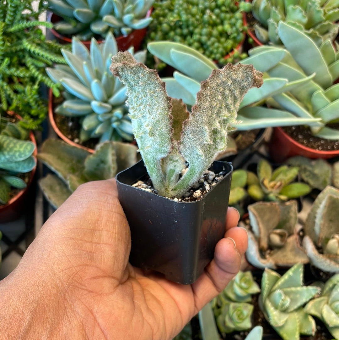 Kalanchoe Baharensis - Fang