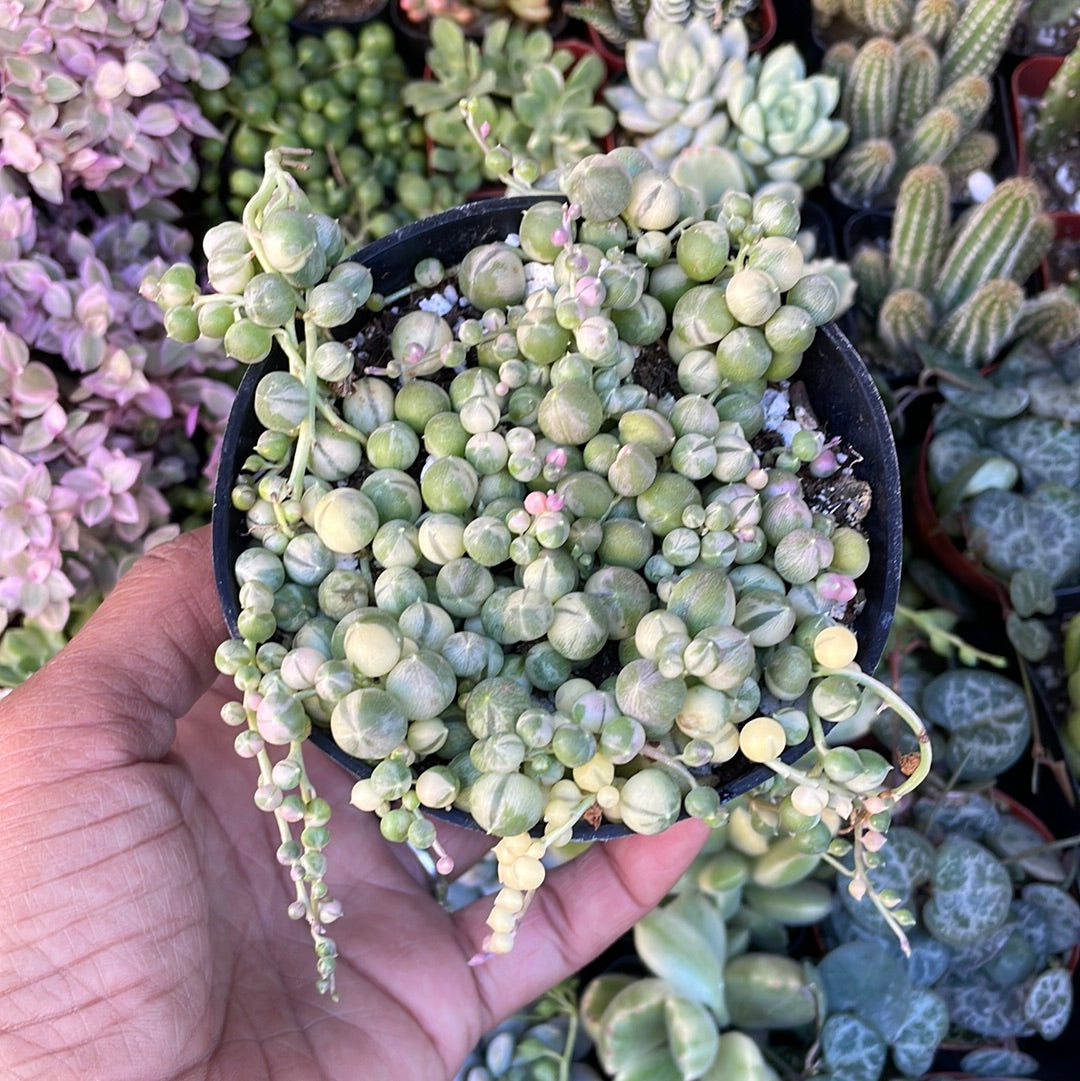 rare string succulents Rare Variegated String of Pearls