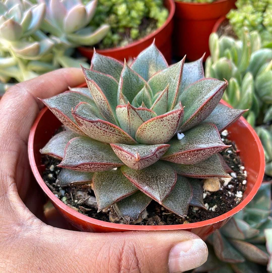 Echeveria Purpusorum