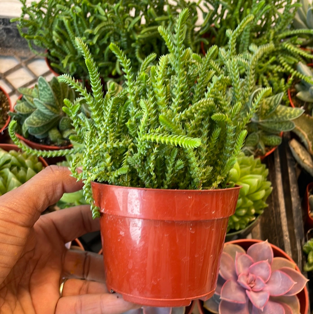 Crassula Muscosa - Watch Chain Succulent