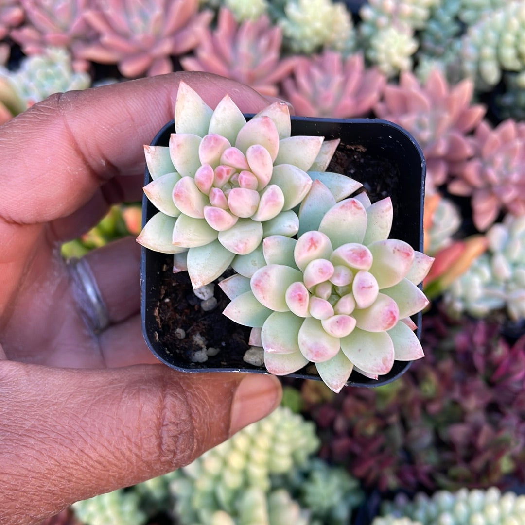 Sedeveria Silver Frost Succulent