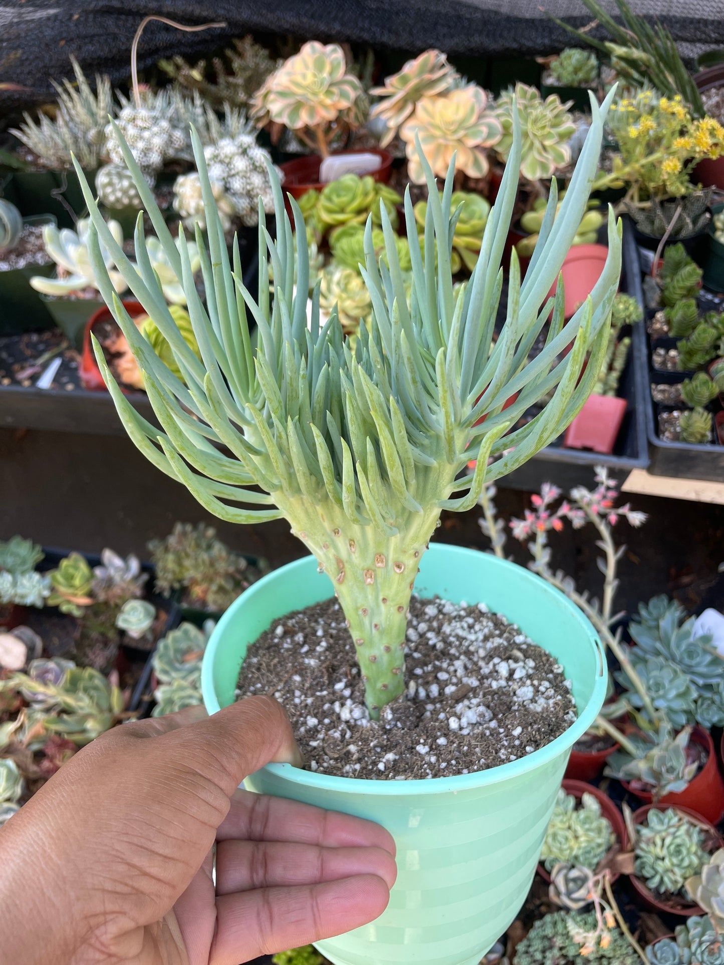 Mermaid’s Tail Succulent