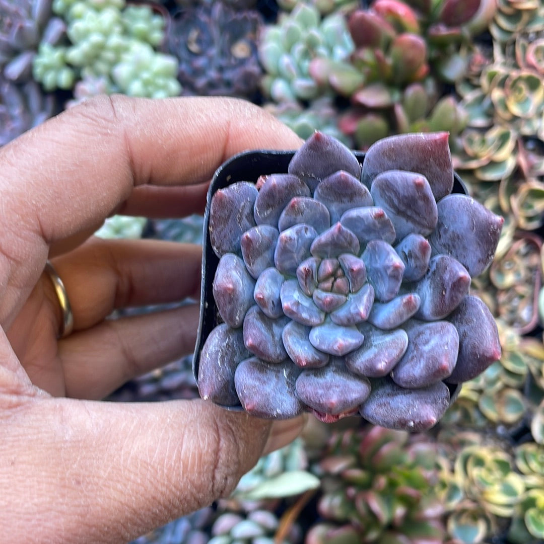 sedeveria dark elf succulent Sedeveria Dark Elf