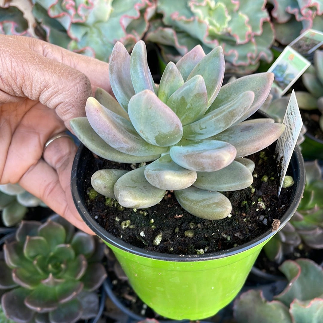 Echeveria Haagai Tolimanensis