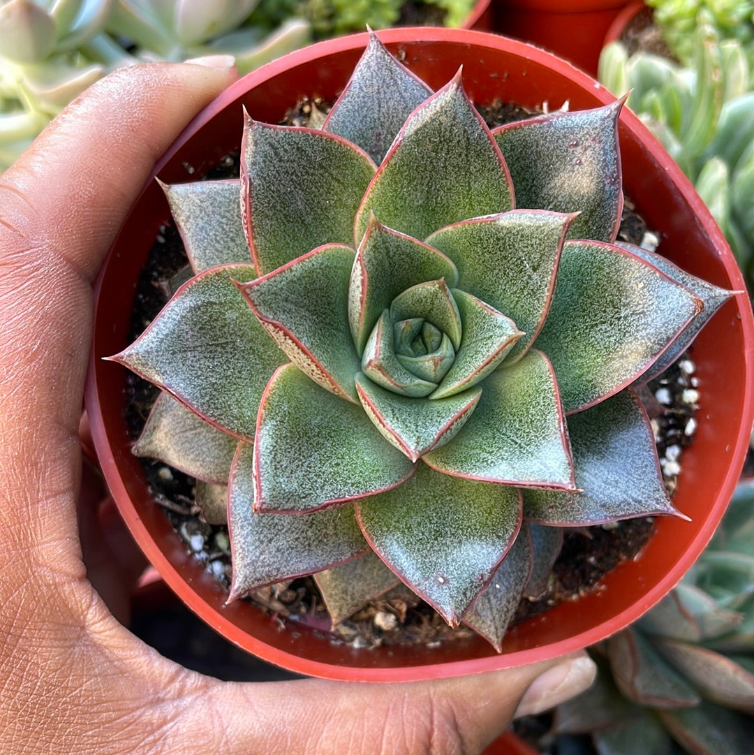 purpusorum succulent Echeveria Purpusorum – Just Succ It