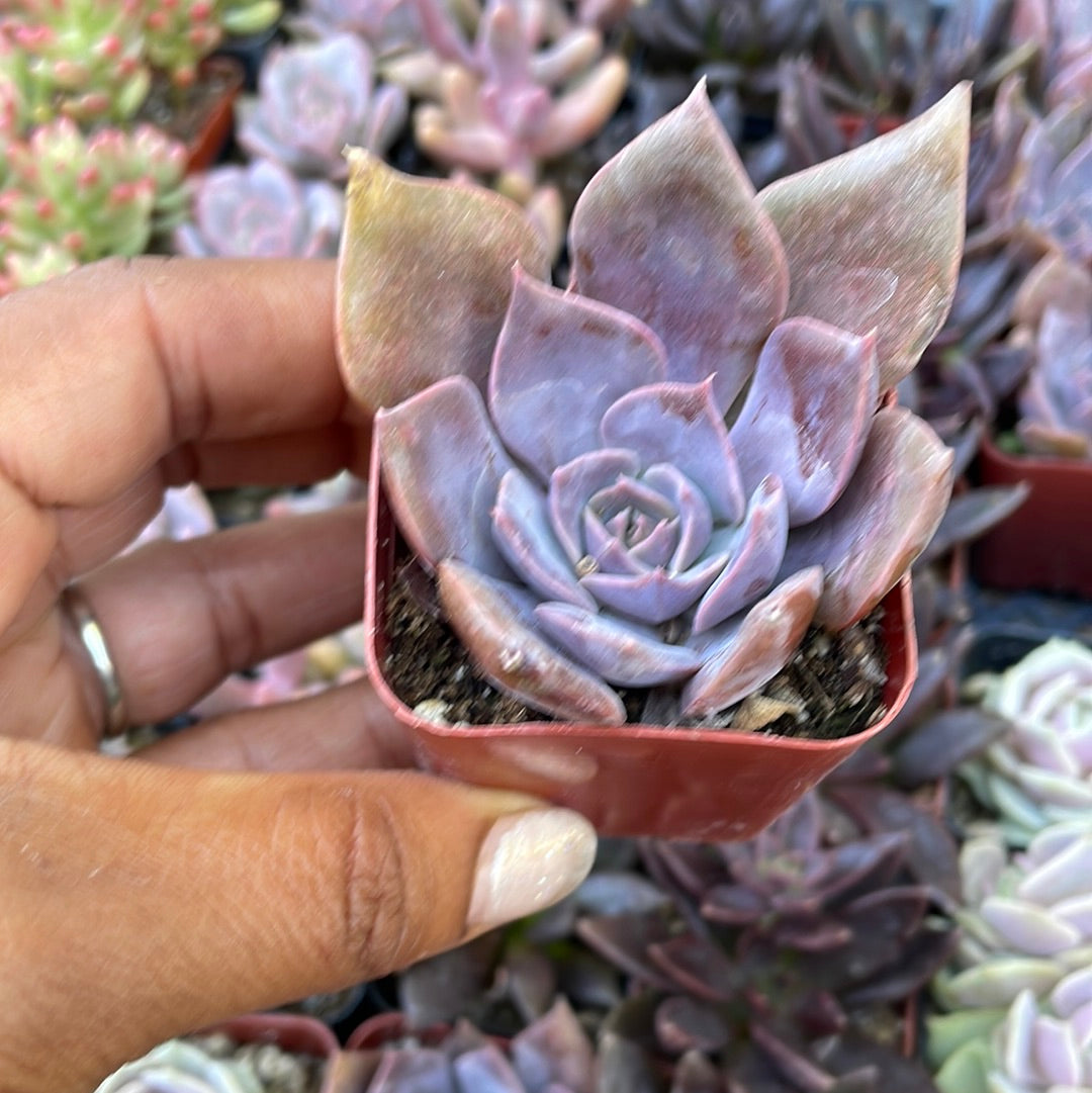Echeveria var - purple
