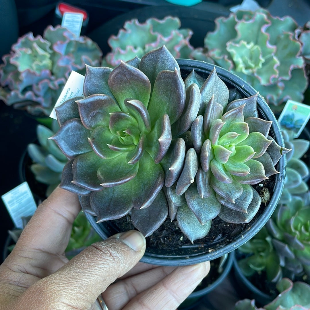 Echeveria Black Prince Succulent