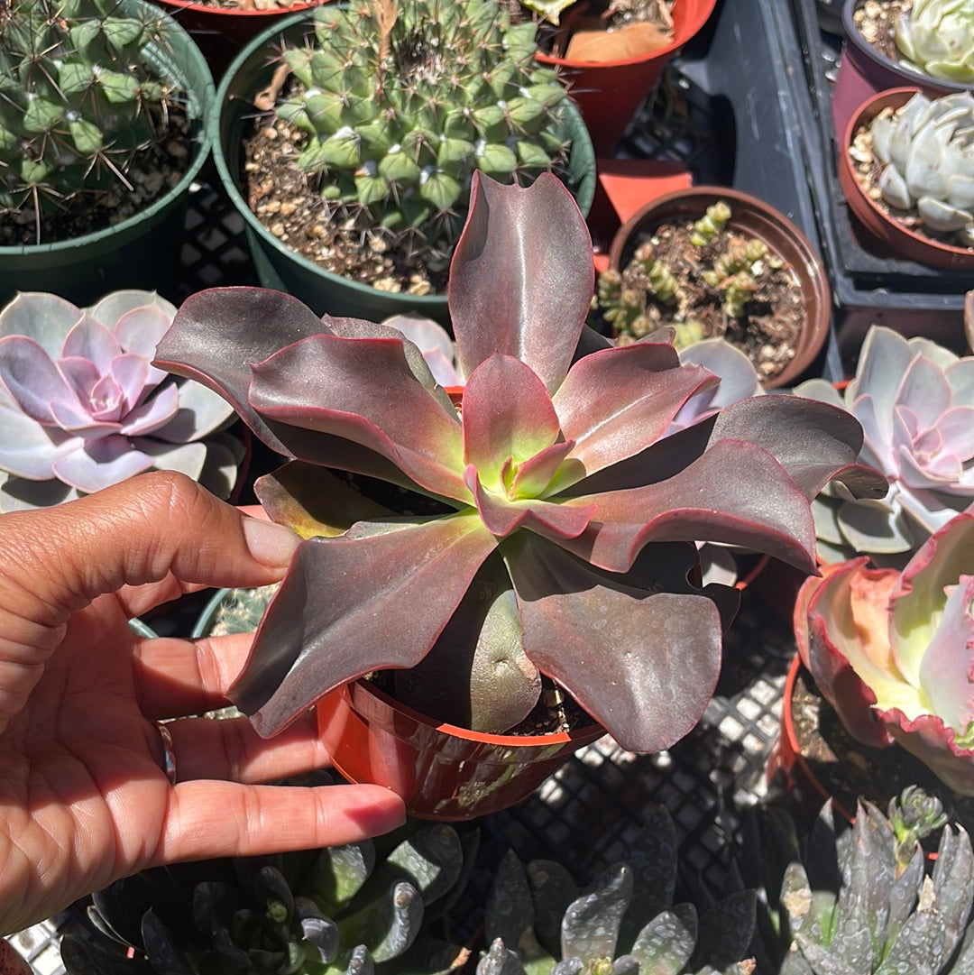 Echeveria Red Barón