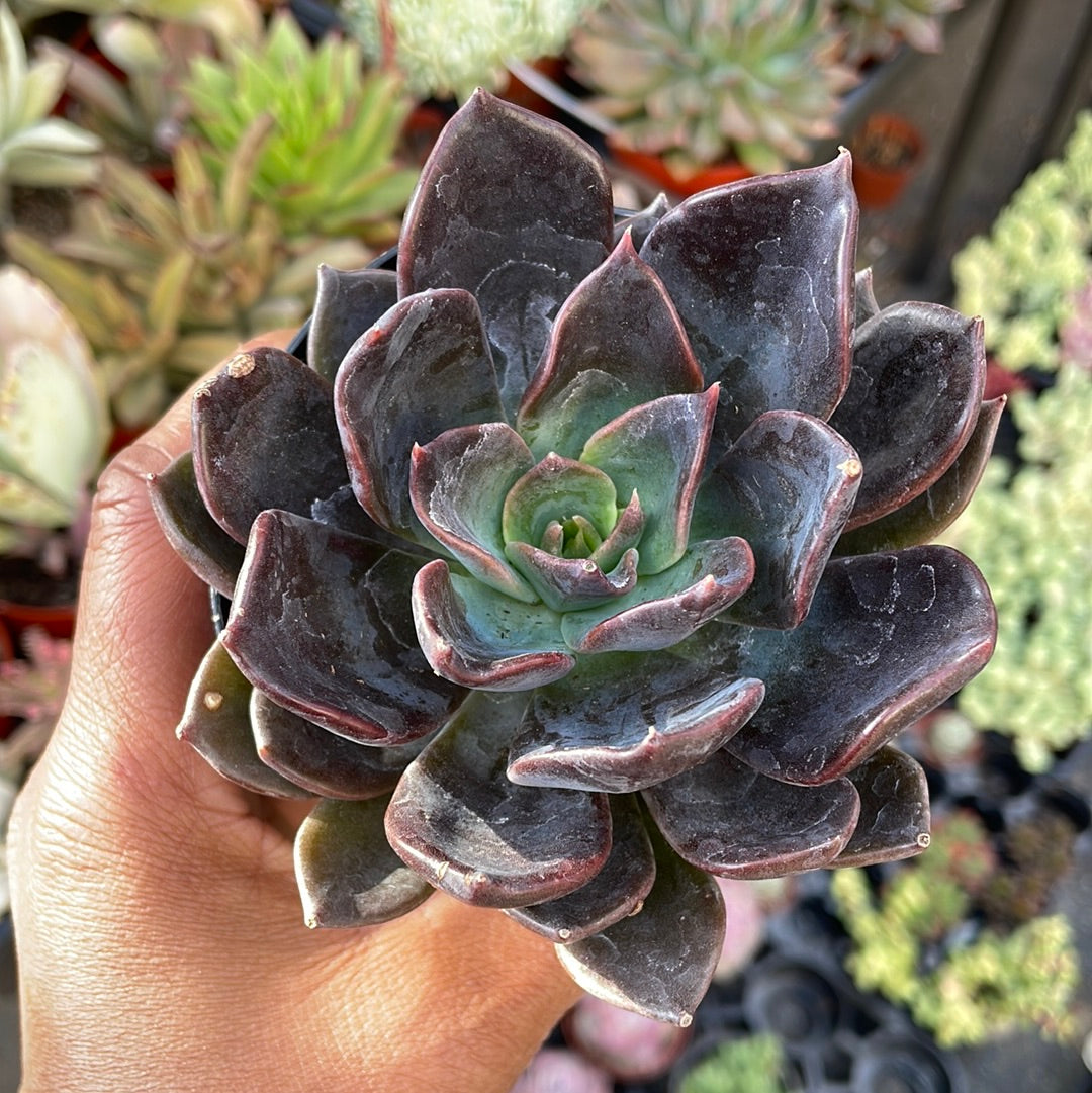 moon succulent Echeveria Dark Moon Succulent